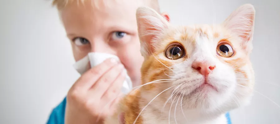 kedi-alerjisi-testi-oncesi-690df82d1fb68